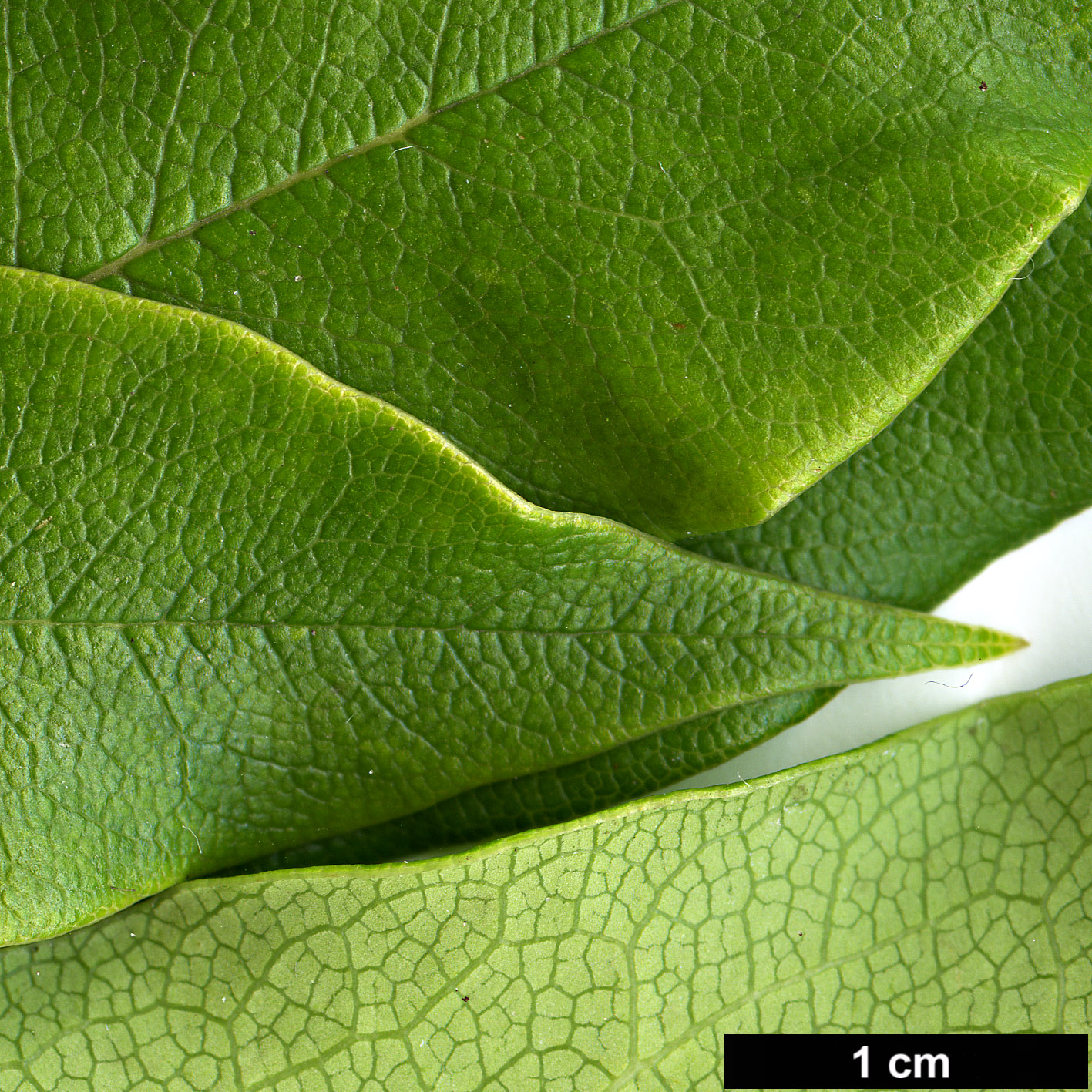 High resolution image: Family: Pittosporaceae - Genus: Pittosporum - Taxon: daphniphylloides - SpeciesSub: var. adaphniphylloides High resolution image: Family: Pittosporaceae - Genus: Pittosporum - Taxon: daphniphylloides - SpeciesSub: var. adaphniphylloides